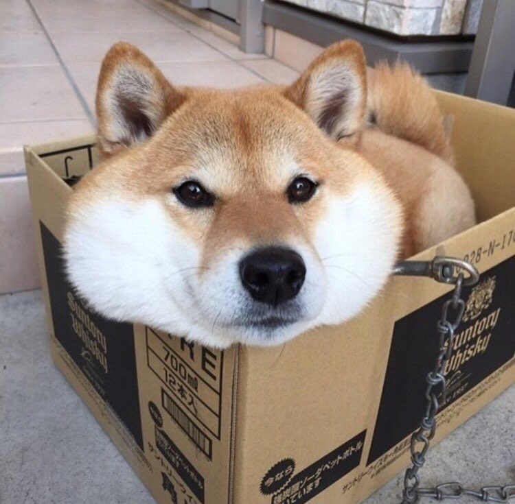 Lolz I iz boxchain.. #dogecoin