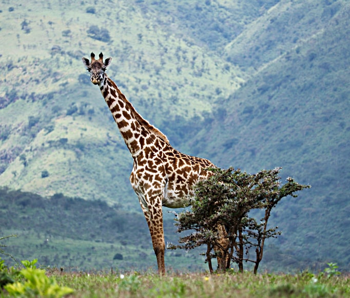 Safaris for Africa on Twitter: Safaris for Africa on Twitter: