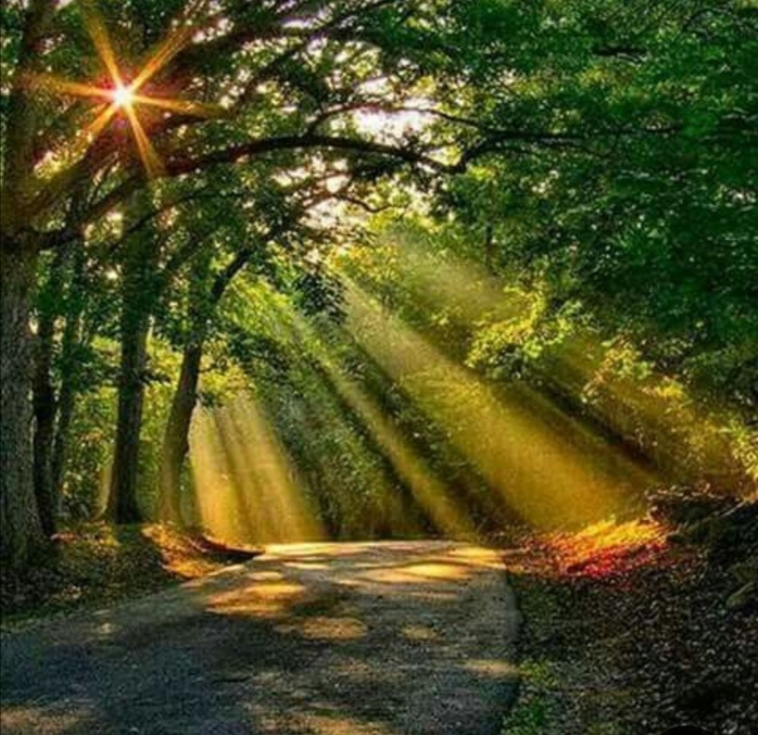 Preciosa la naturaleza 🌱 siempre nos da confianza 🙏 qué al final del camino hay una luz ☀️de esperanza 👀👌 Beautiful nature 🌱 that at the end of the road there is a light ☀️ give hope 👀👌