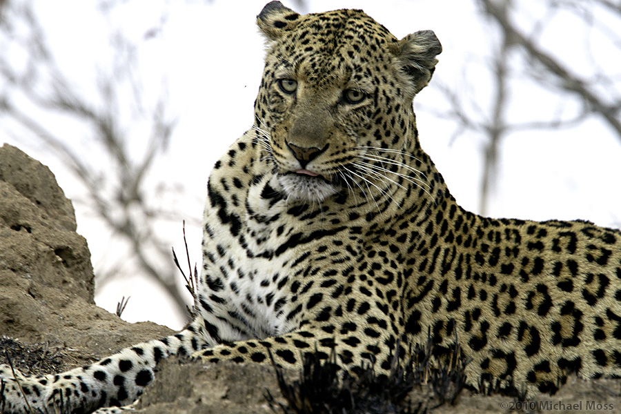 mytmoss's tweet photo. #wildearth Yambilu Jordaan male that Rexon was referring to (and he was winking, not a bad eye) https://t.co/iJwvjdY8dG