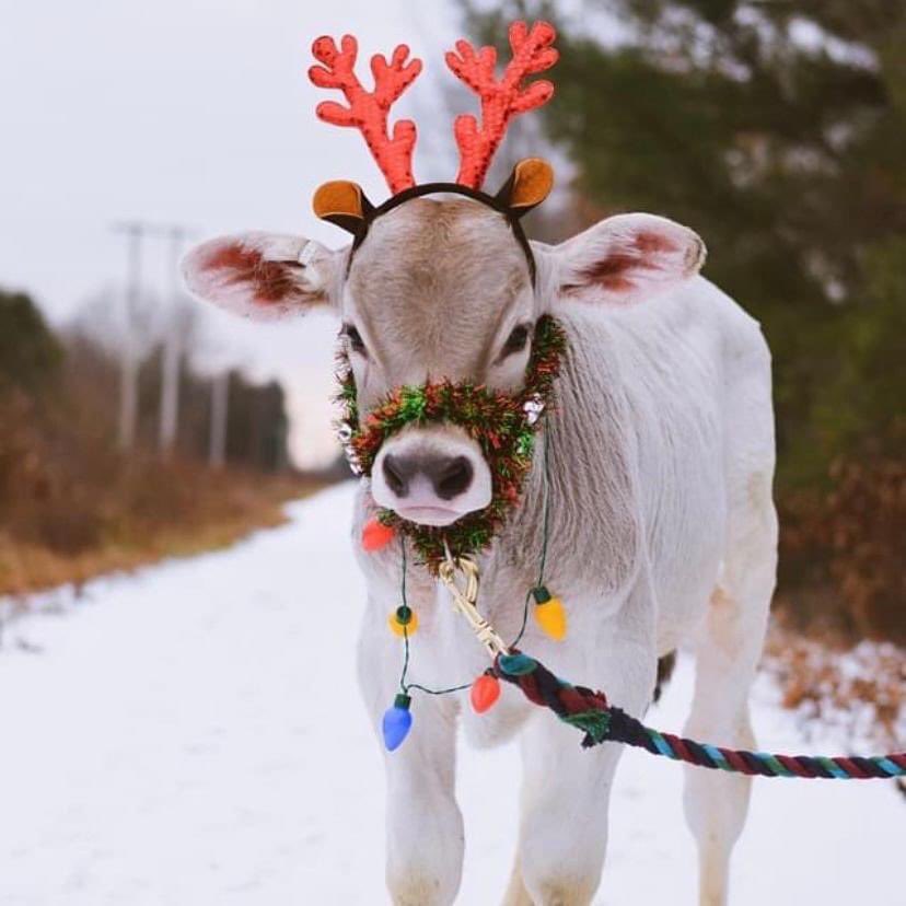 KirstieKraus's tweet photo. It’s beginning to look a lot like Christmas 🎄 🦌 🎅🏼 https://t.co/ULFGjv7zEa