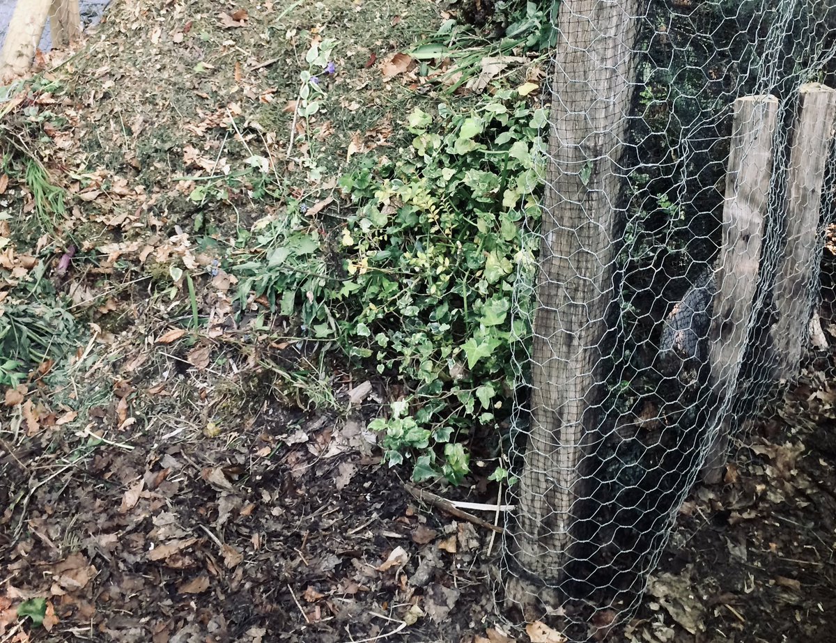 KateYou88070682's tweet photo. #ToriesUnfitToGovern. #FolllowBackFriday. #NorthShropshire - dawn of the Rose New Dawn.
Up the garden path to the #CompostCorner where the rotten detritus of the #Tories belong. https://t.co/z6DIqymZO3