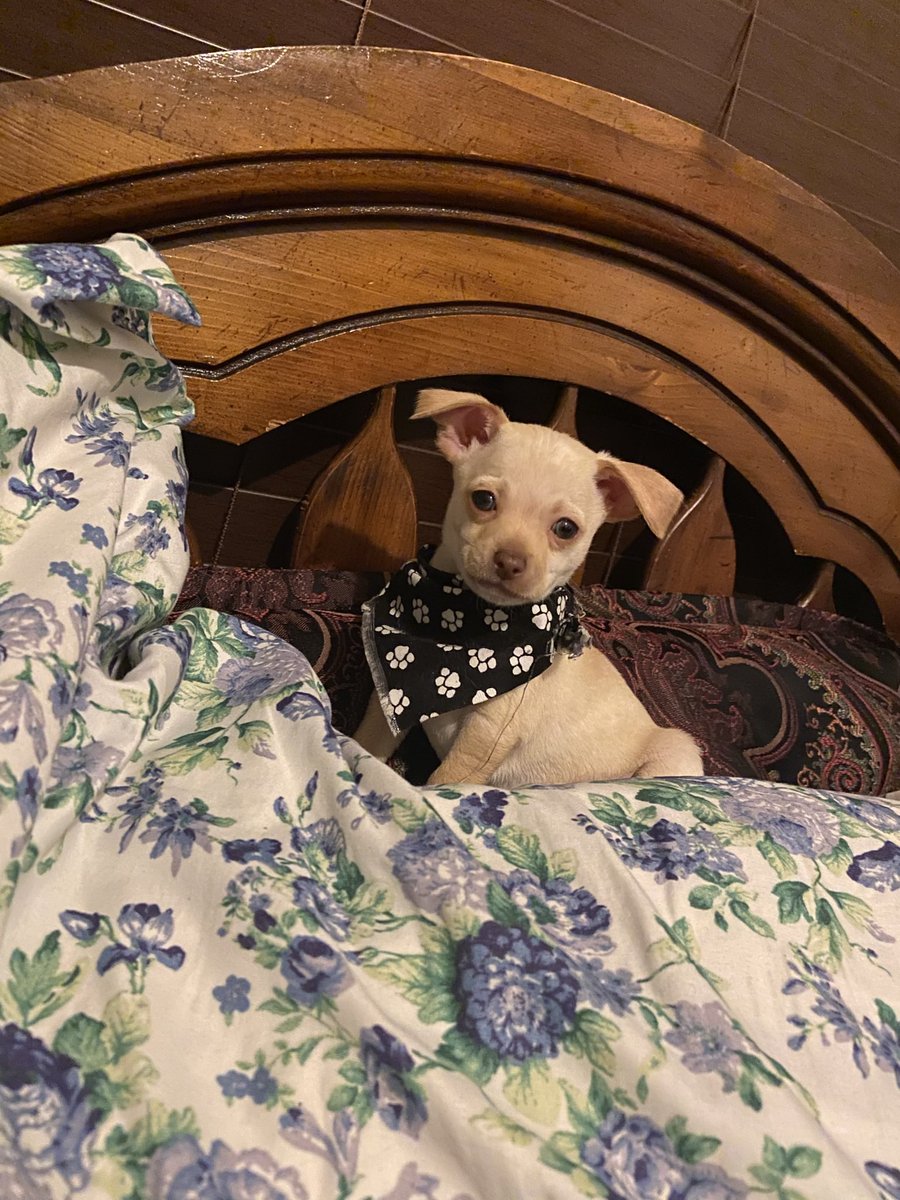 LauraSpangenbe2's tweet photo. Baby Bean a year ago. https://t.co/7eGMedHN18