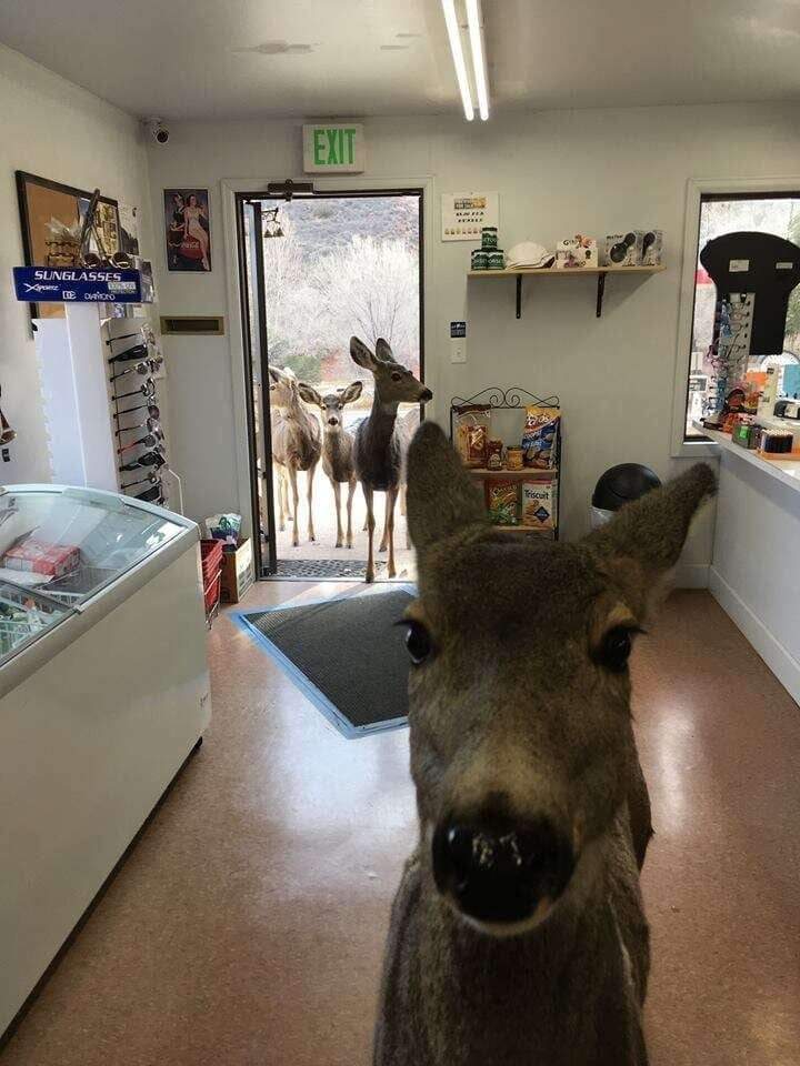 angie_karan's tweet image. A Deer walked into a store in Colorado. The owner gave him some cookies and he left. After half an hour he was back with his whole family! 💚
