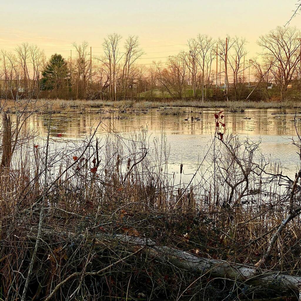 burfeind's tweet photo. Morning swamp #notforswimming https://t.co/Z3HlFiDblE