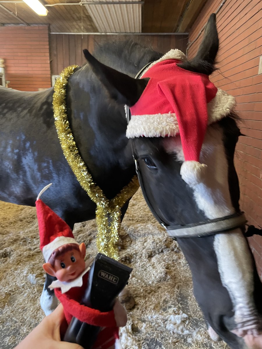 GMPHorses's tweet photo. Today our grooms have been showing Dave the Elf how to clip he did a cracking job on PH Ebenezer #gmphorses https://t.co/JgFaEiULi5