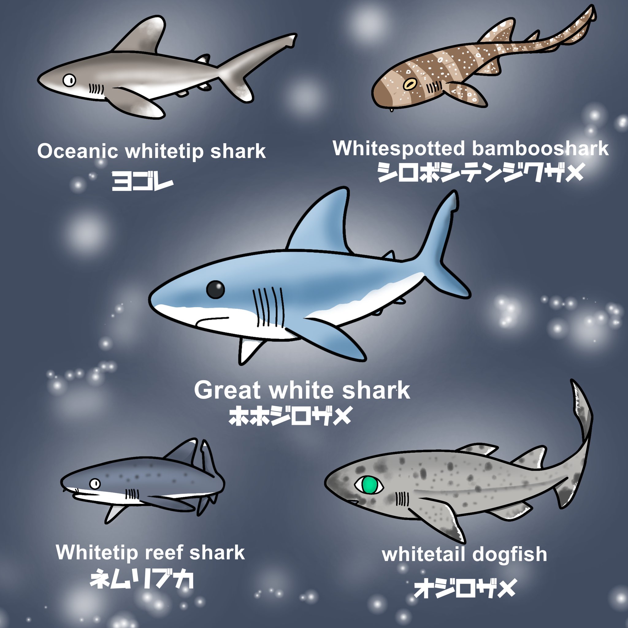 けいこっとん チビザメーズ White 冬っぽく 名前に White がつくサメを描いてみました 本を見たら 自分が知っていたのは氷山の一角に過ぎなかったと思い知るくらい 名前にwhiteってつくサメはいっぱいた サメ イラスト Shark Illustration