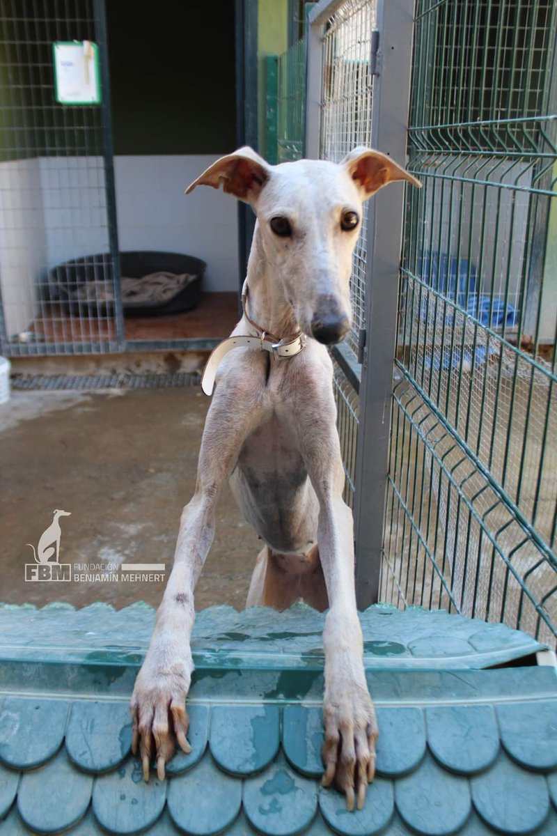 fundacionbm's tweet photo. Hola! Me llamo Sira, solo vengo a deciros que hoy, tras un año y medio en la fundacion...
Me voy adoptada!!! 😄
El viernes no podia empezar de mejor manera. Feliz fin de semana! 😊 https://t.co/YYjEX4gjX9