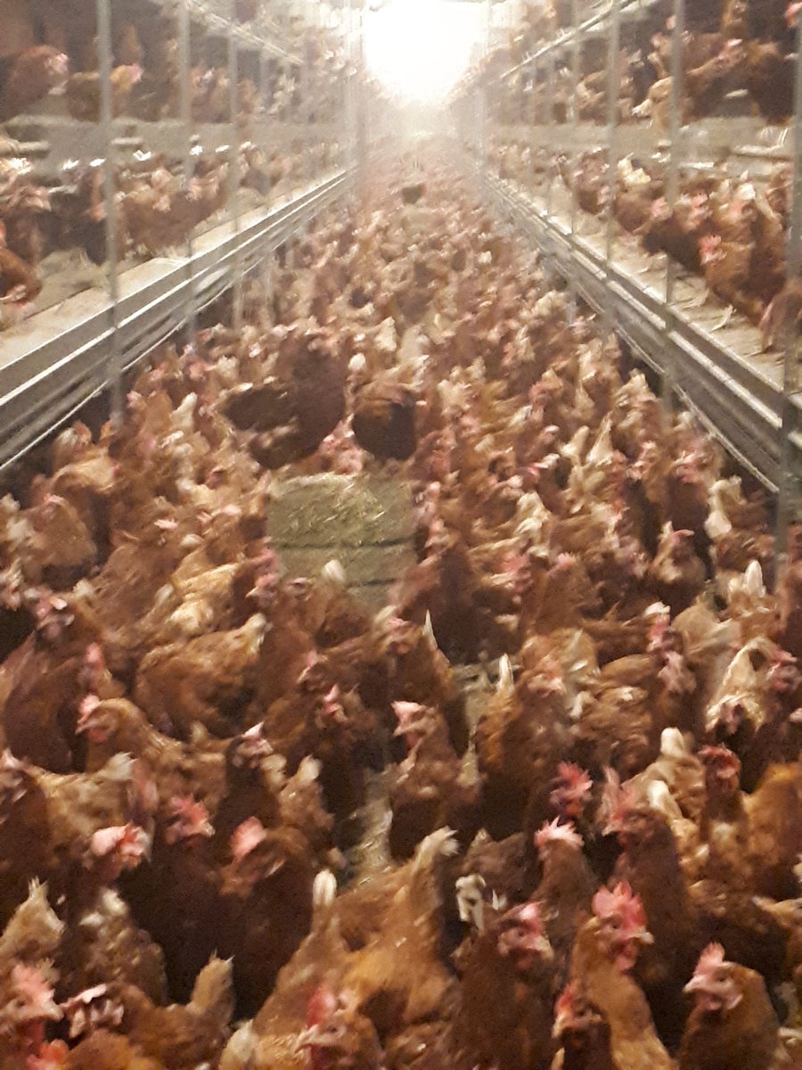 Il faut occuper les poules pdt le confinement. Alors distribution de bottes de luzerne et de bloc à picorer. Elles ont l air d apprécier et de s amuser <a href="/cquifontoeufs/">Ceux qui font les oeufs</a> <a href="/JoliesRousses/">🐓🐝Les Jolies Rousses 🎥🥚</a> <a href="/EggXpertSale/">Anti Infox Oeuf (entre autre...)</a> <a href="/OSourdin/">Olivier Sourdin</a> <a href="/ymsbymsb/">yves-marie beaudet</a> <a href="/Anthonysalmon53/">Salmon Anthony</a> @PacteauM