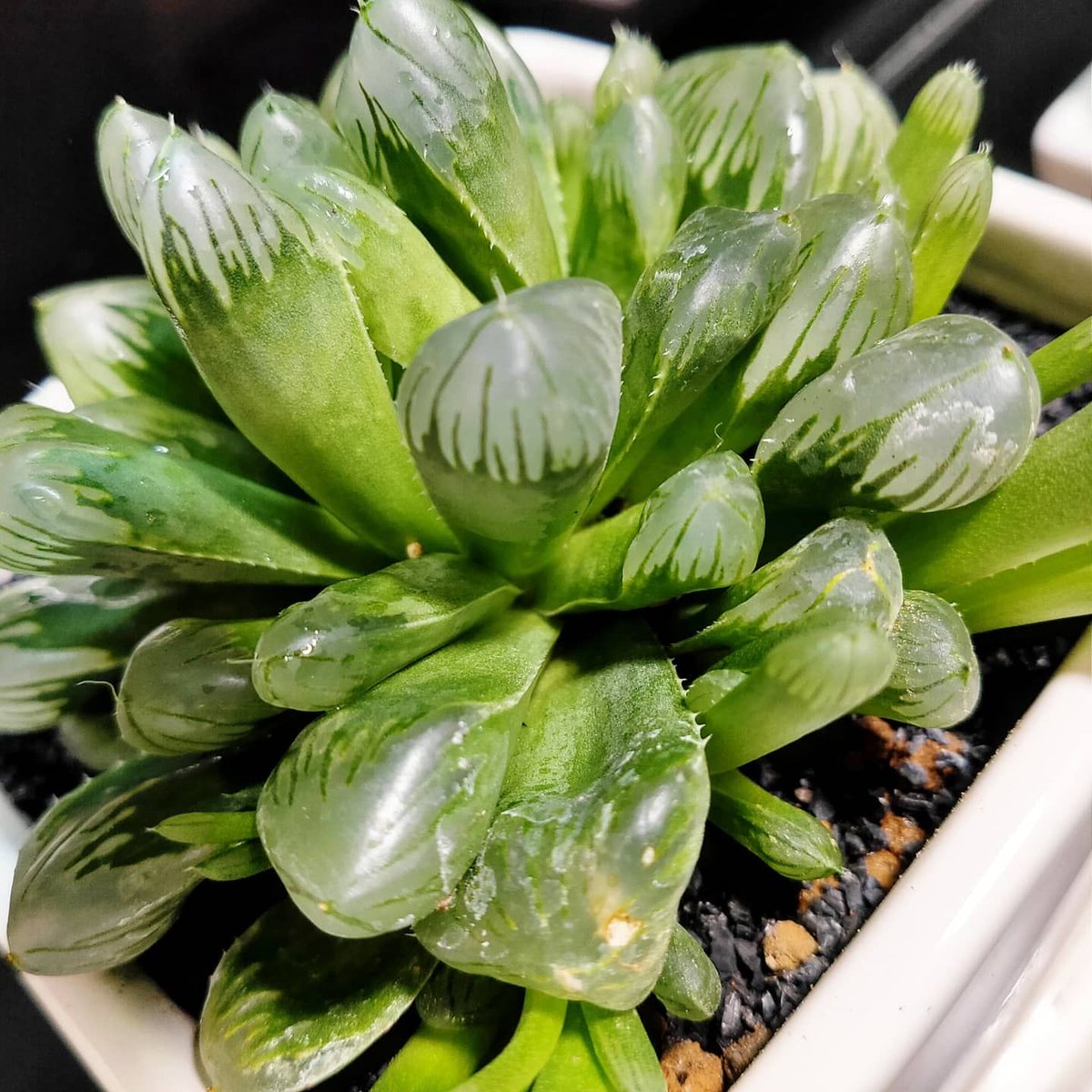 美味しくてすごい生き物展 美食奇食珍食生物図鑑 スケボーンコレクション21 エントリー 4 ハオルチア の仲間 多肉植物の一種 ハオルチアの仲間をご紹介 葉の先に窓と呼ばれる半透明な部分があります プルプルしていそうな見た目を 美味しくてすごい生き物展 美食奇食珍食生物図鑑 スケボーンコレクション21 エントリー 4 ハオルチア の仲間 多肉植物の一種 ハオルチアの仲間をご紹介 葉の先に窓と呼ばれる半透明な部分があります プルプルしていそうな見た目を