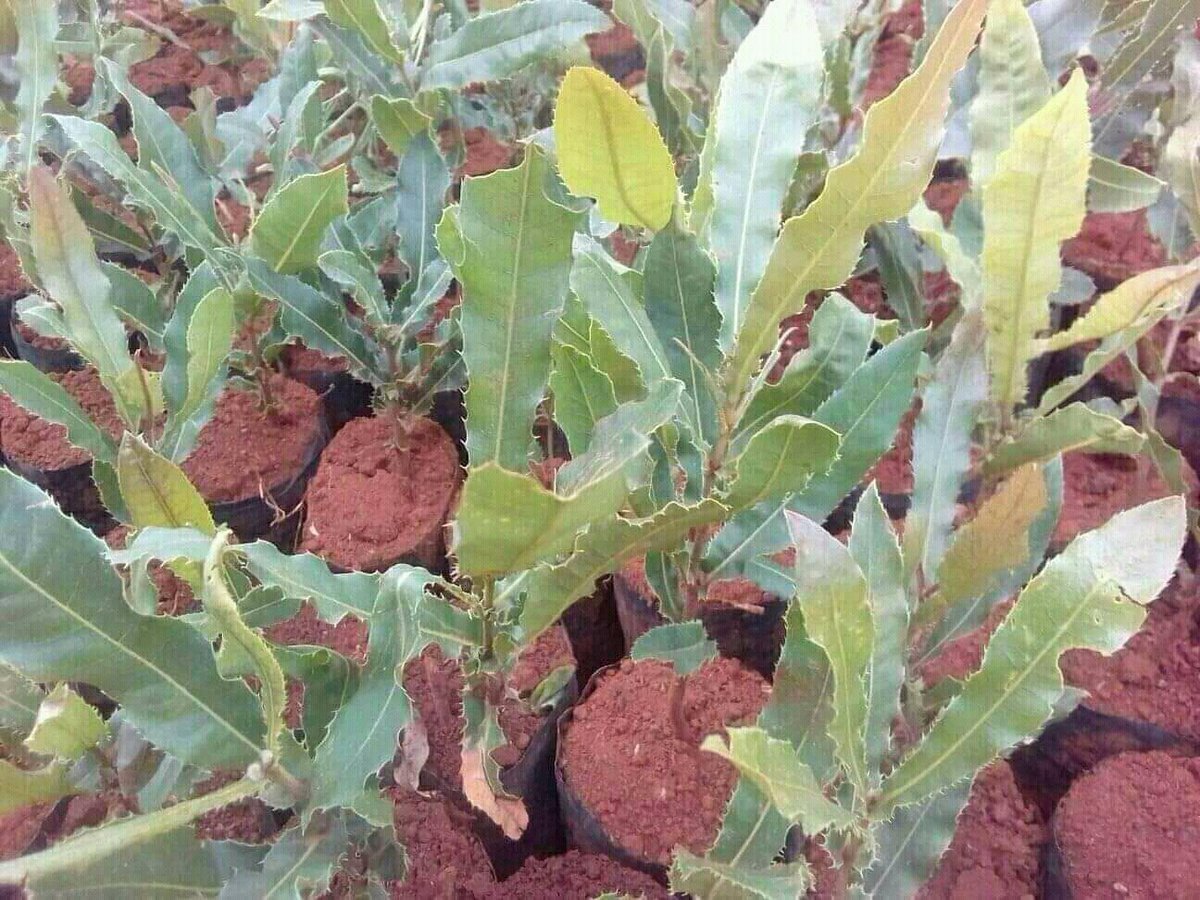 Kobs_Fifi's tweet photo. Where are those that are interested in agriculture? @ChmBran1 has seedlings for fruits and https://t.co/MmHswEXTXW him or contact him on 

0703538277 or 0777107272 https://t.co/ypF7OLHKqF