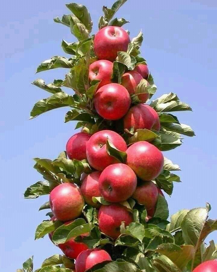 Kobs_Fifi's tweet photo. Where are those that are interested in agriculture? @ChmBran1 has seedlings for fruits and https://t.co/MmHswEXTXW him or contact him on 

0703538277 or 0777107272 https://t.co/ypF7OLHKqF