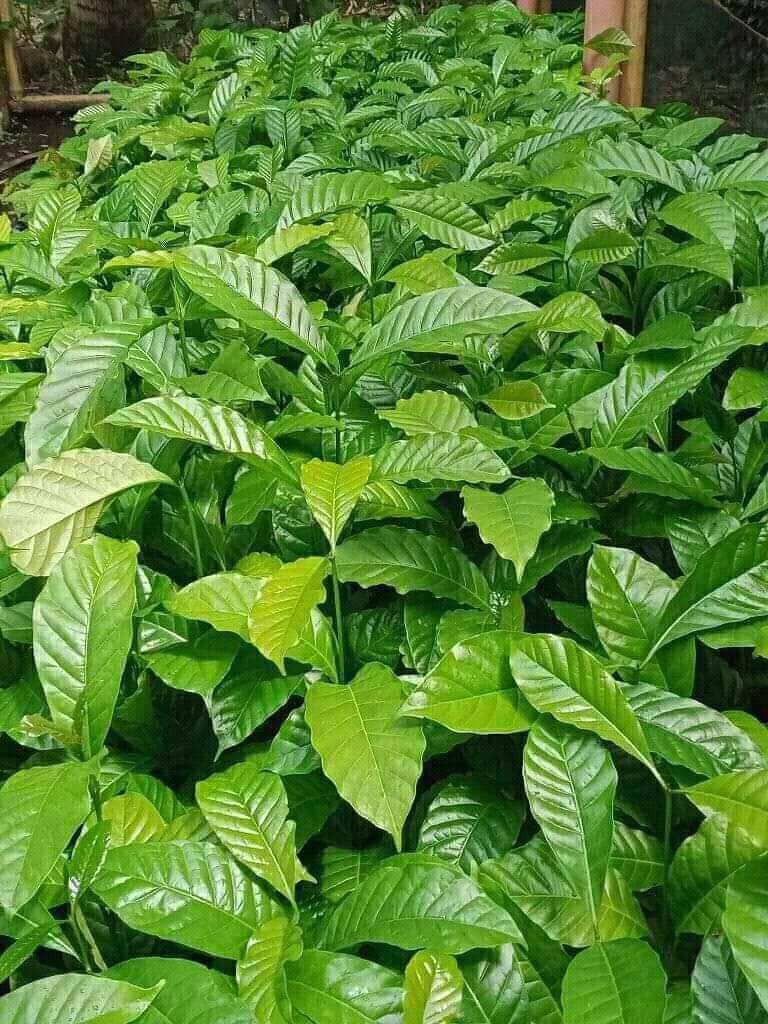 Kobs_Fifi's tweet photo. Where are those that are interested in agriculture? @ChmBran1 has seedlings for fruits and https://t.co/MmHswEXTXW him or contact him on 

0703538277 or 0777107272 https://t.co/ypF7OLHKqF