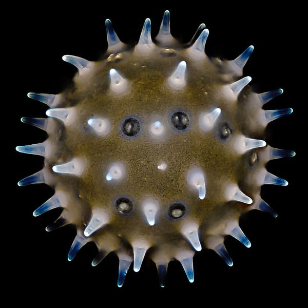 FLfilters's tweet photo. #FluorescenceFriday
Can you believe that they are pollen of Hibiscus Syriacus . 😎😎Looks like a mysterious planet
which far away from earth humans.
These images were acquried by Optolong DAPI (longpass) filter . 🧐
#Fluorescencemicroscope #Microscopy #Lifescience #Lifesciences https://t.co/wB2lBC2e3m
