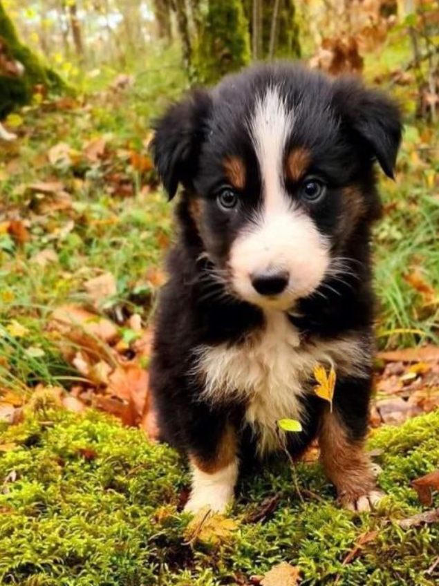 Gendarmerie_017's tweet photo. Il est vraiment craquant non ?
Vous avez décidé de l'offrir à Noël.
Réfléchissez, un chiot n'est pas un jouet et adopter un animal c'est s'engager ! https://t.co/8QHGwYS28K