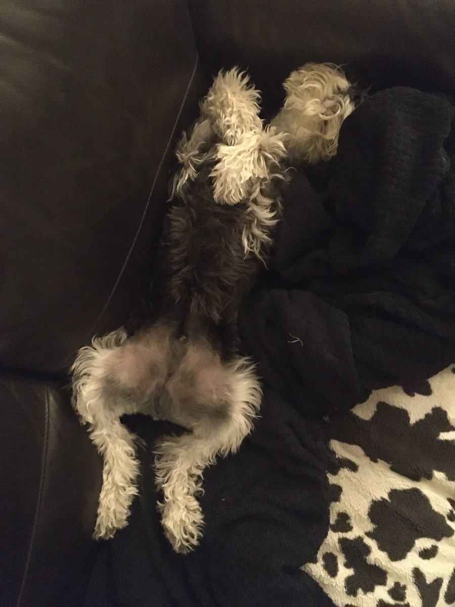 GPMooreEsq's tweet photo. @erfbeeass #SchnauzerStyle https://t.co/9KWpz91EGR
