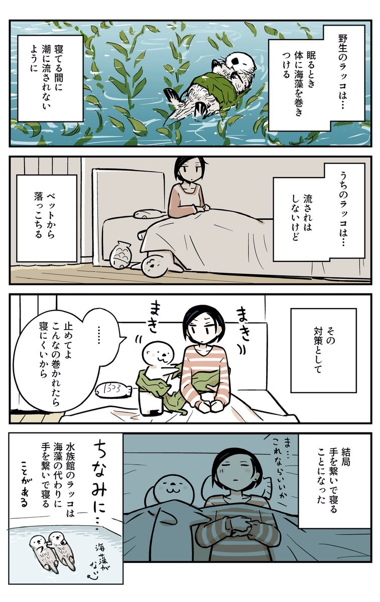 ラッコの習性!
寒い夜でもほっこりです(再掲漫画)

#ラッコ 