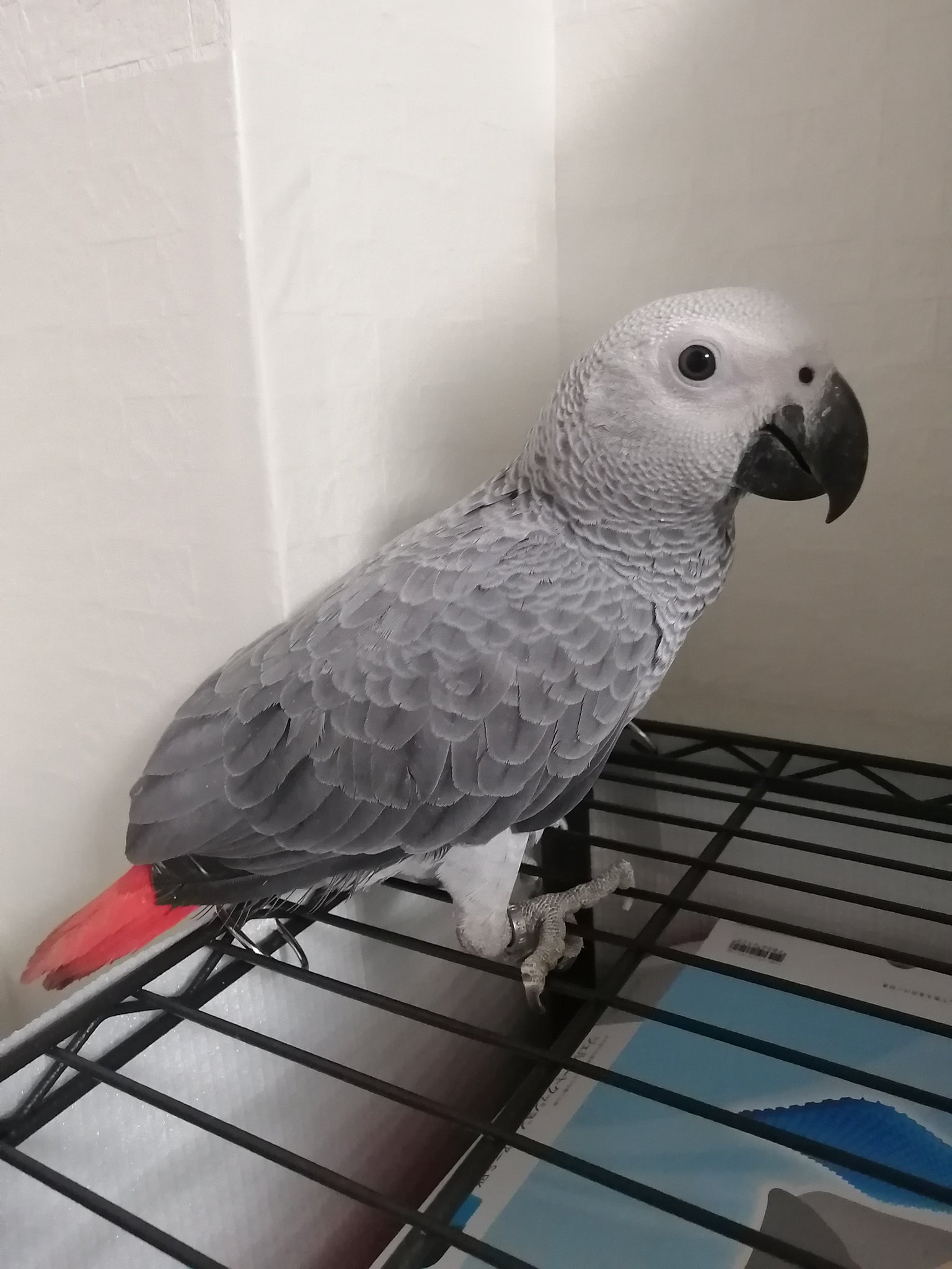 Twitter 上的 あたそ 暮らし始めて1ヶ月が経過した鳥を見ませんか かなり懐くし甘えてくるし 悪いこともどんどん覚えて色んなものを破壊して しつけてないのにトイレの場所も覚えてくれてとてもいい子に育っています 全体的にずんぐりむっくりでかわいいぜ