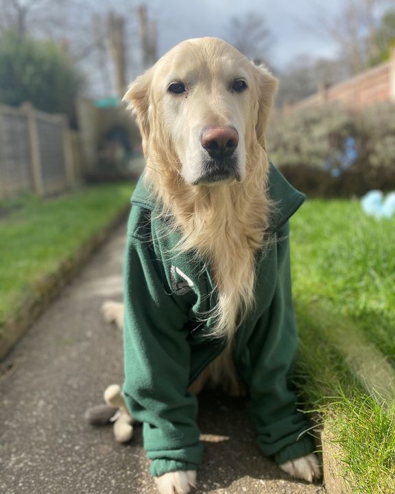 groundworkuk's tweet photo. What's something that gives you the #FridayFeeling?

 For us its our unofficial mascot Ted all dressed in his Groundwork gear and ready to tackle #ClimateChange. Some may even call him the 'Groundwork Green Dogtor'

#GwkCommunity https://t.co/llzFVT9gZG
