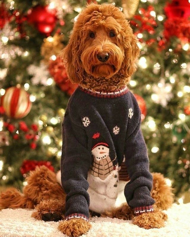 mama20fm's tweet image. Bonjour🤗😘
Il faut savoir prendre la vie avec le sourire. Au cours d'une vie, on connaît plus de jours merveilleux que de coups durs.
(Henri Salvador)
Alors ce vendredi enfilons notre #pullDeNoel 🎅😁
Entrons dans l’ambiance joyeuse des fêtes🔔🥳
#ligue_des_optimistes