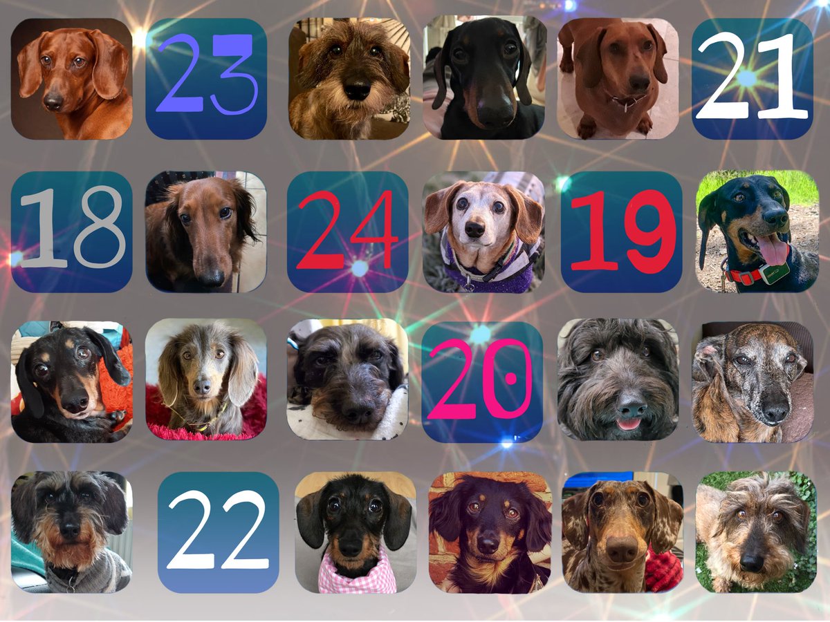 Day 17 - rolling in on the act it’s most handsome Dudley 😘 <a href="/Dudderlicious/">Dudderlicious</a>