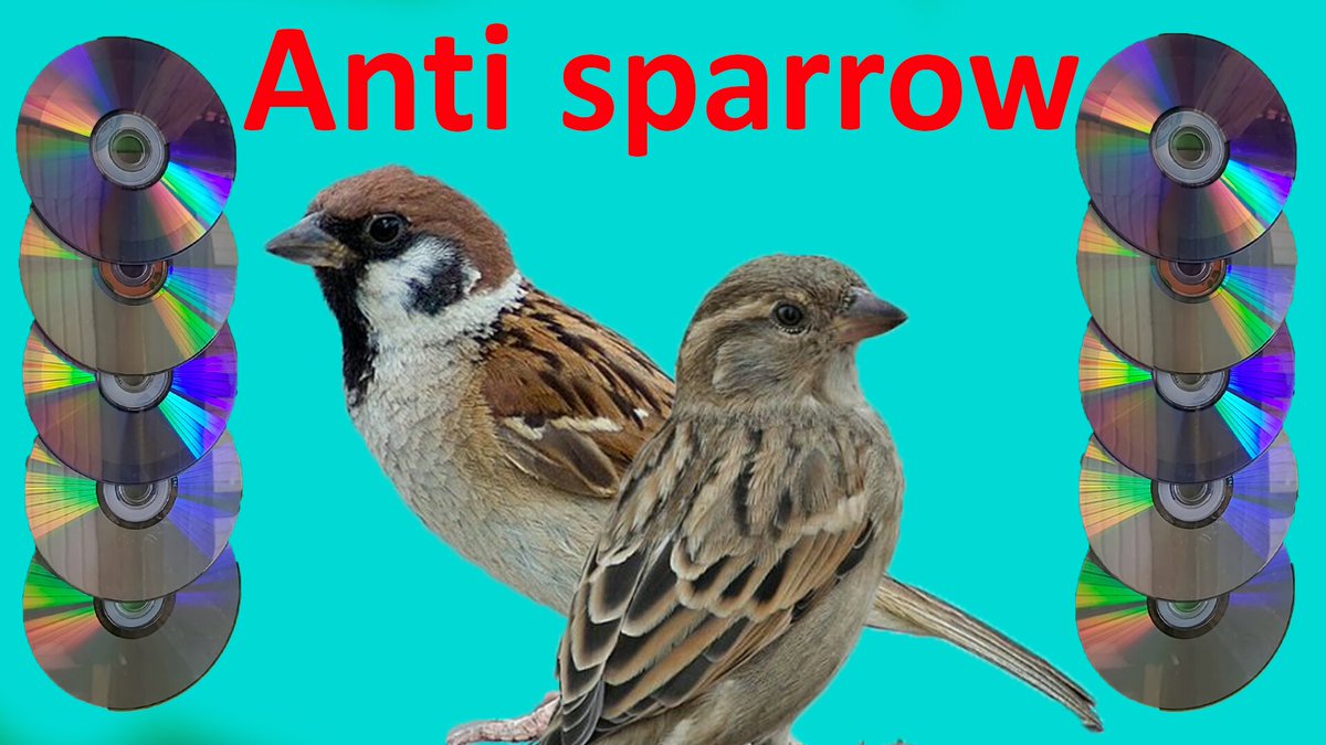 Yousefmousavi7's tweet photo. Get rid of sparrows in a simple way
https://t.co/z4NqDngrSr https://t.co/87lRrlinRD