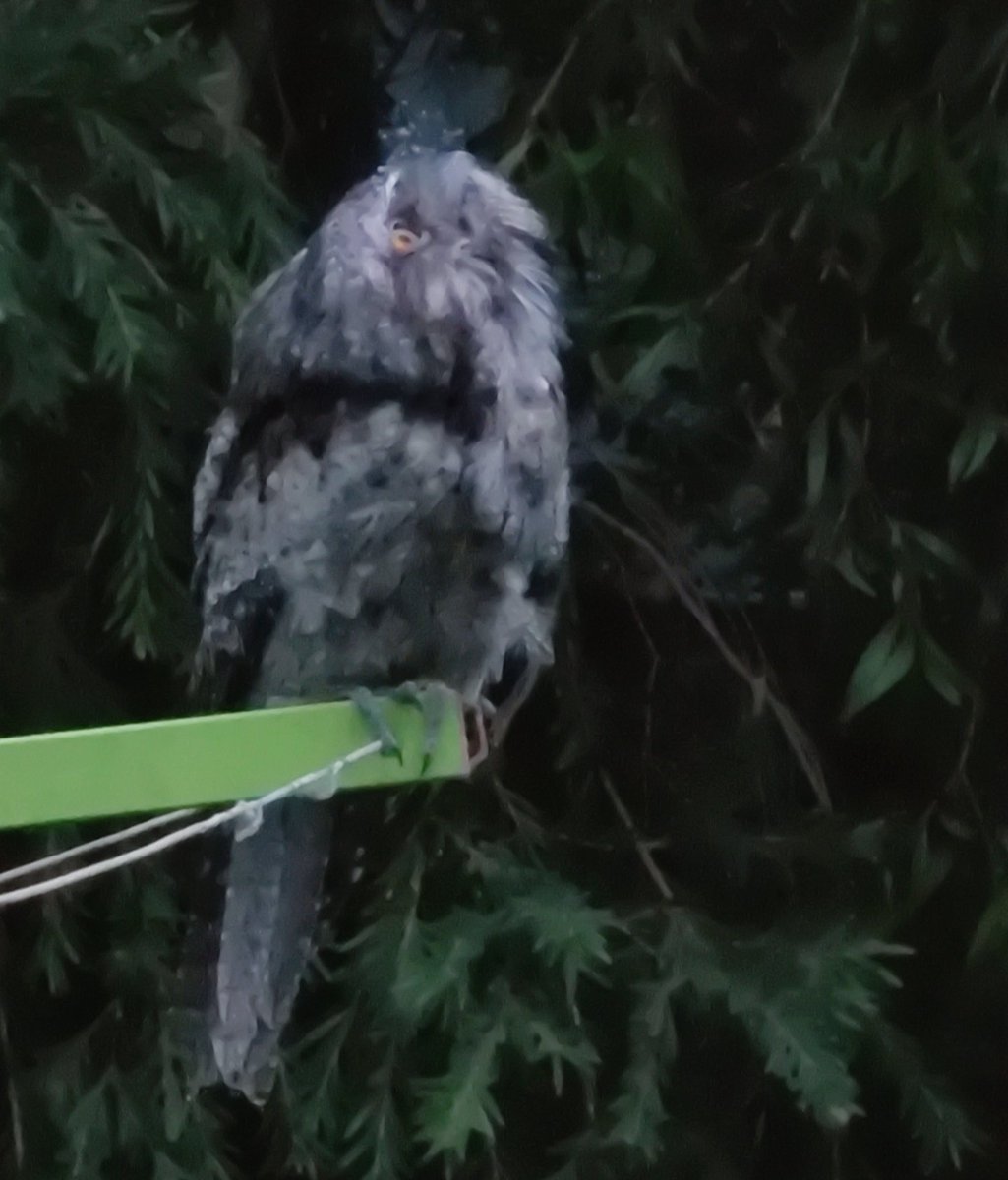 VintageBauer's tweet photo. Evening vibe check...
#AussieBackyard
#TawnyFrogmouth
#bird https://t.co/sz5SZkSGWw