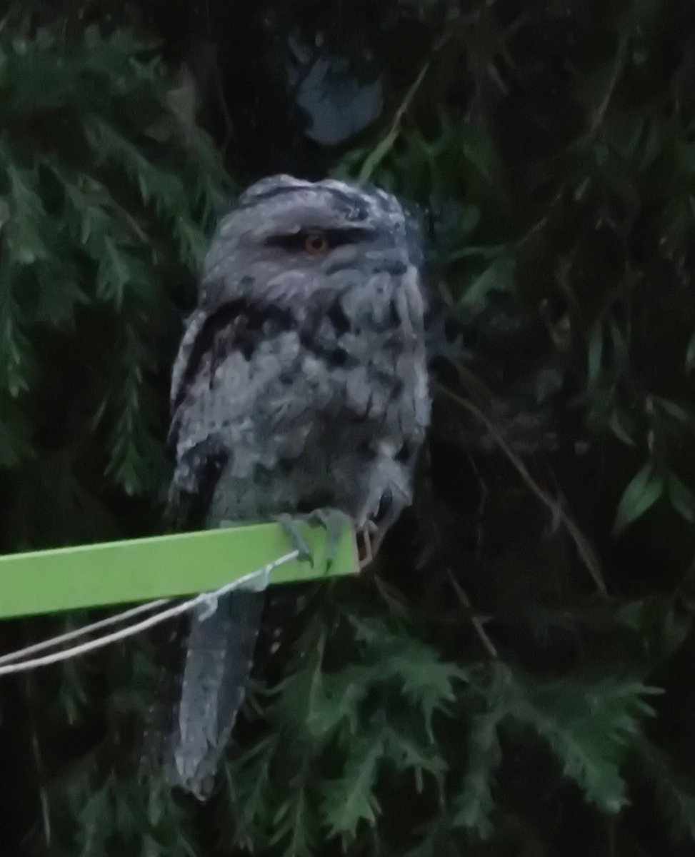 VintageBauer's tweet photo. Evening vibe check...
#AussieBackyard
#TawnyFrogmouth
#bird https://t.co/sz5SZkSGWw