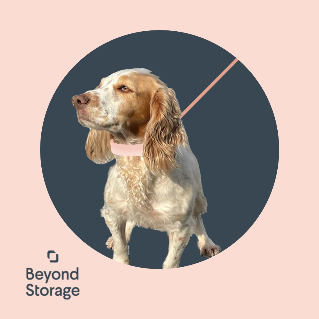 January is National Walk Your Dog Month. It’s time to grab your warmest puffer and explore some of the beautiful landscapes around our Beyond Storage locations with your furry friend!

beyondstorage.co.uk