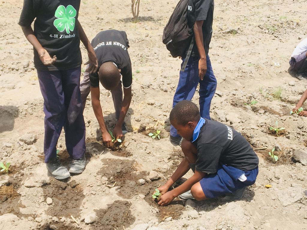 4-H Zimbabwe school clubs