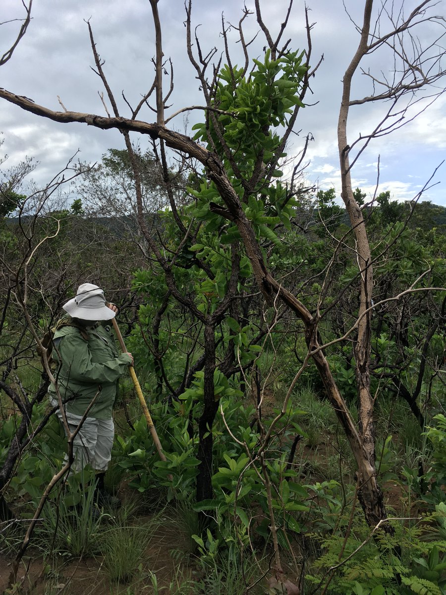 Imma Oliveras Menor tweet media