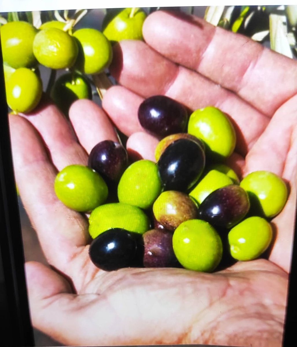 Por un puñado de… aceitunas “violetas”🌿
Te invito a leer este artículo sobre las bondades y beneficios de los #aceitedeoliva tempranos. Está publicado en la revista ALDABA nº49. Ayuntamiento de Martos (Jaén) y coincide con la Fiesta de la #aceituna 2021.
drive.google.com/file/d/1cnE7zL…