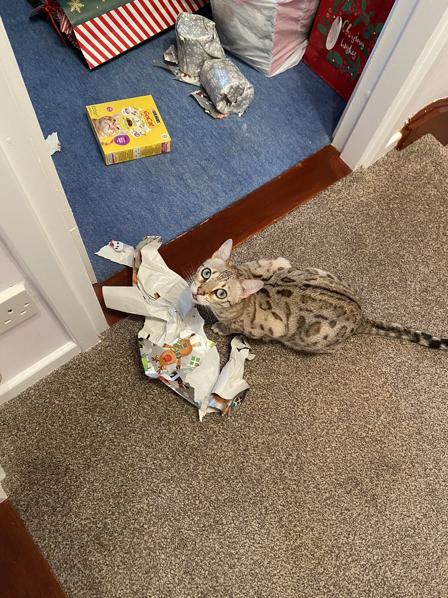redcat_bengal's tweet photo. Sticky paw strikes again 😂😹#CatsOfTwitter #mischievouscat #cat #cats #laughing https://t.co/LHXQ8aCxI8