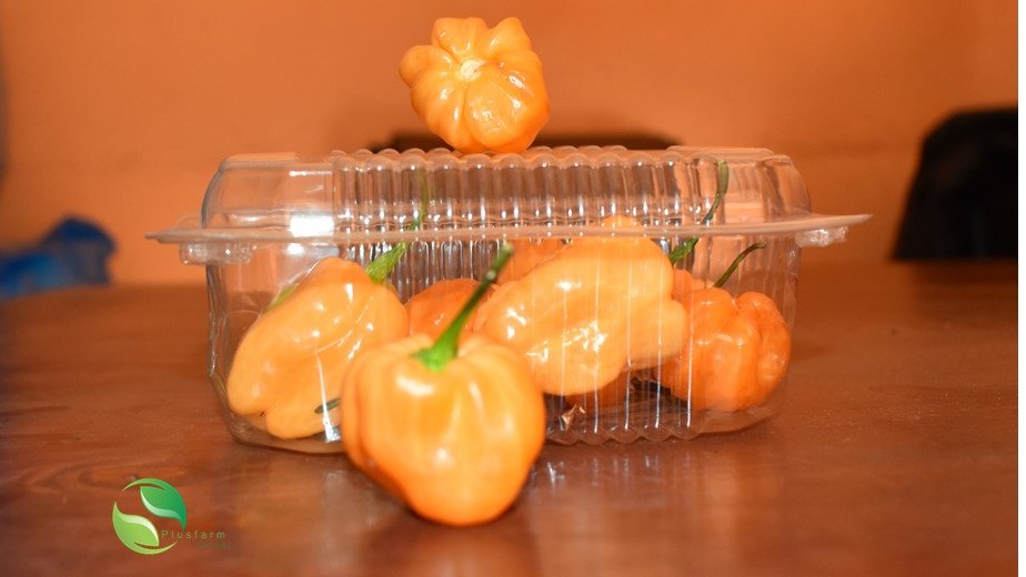 PlusfarmKenya's tweet photo. We understand the investments that go into #Agribusiness inside out, and therefore advice on the crop, track inputs and expense to guarantee optimal yields with support from our experts & advice on better market tips to achieve the best price possible.
#farming #yellowpepper https://t.co/kEgnWnpd94