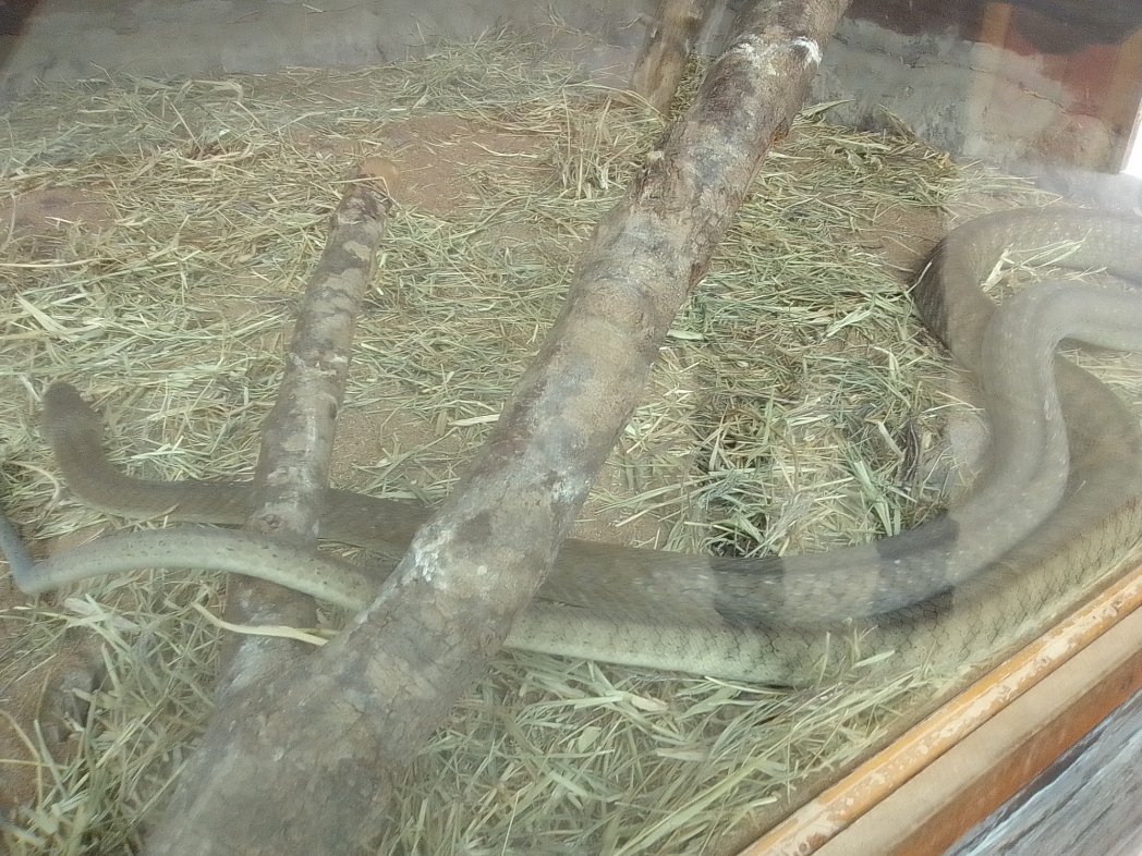 2tkim4's tweet photo. Black mamba#CAMissionKE https://t.co/Fyhc3DcoBL