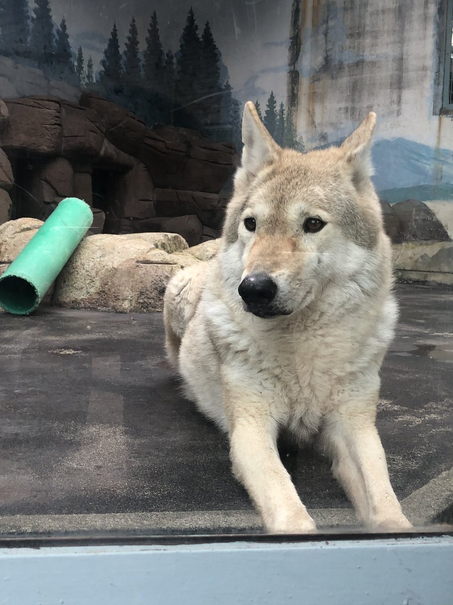 遠吠えしている方々へ オオカミの鳴き真似をする人間たちに向けた辛辣な看板がこちら バレてたのか Togetter