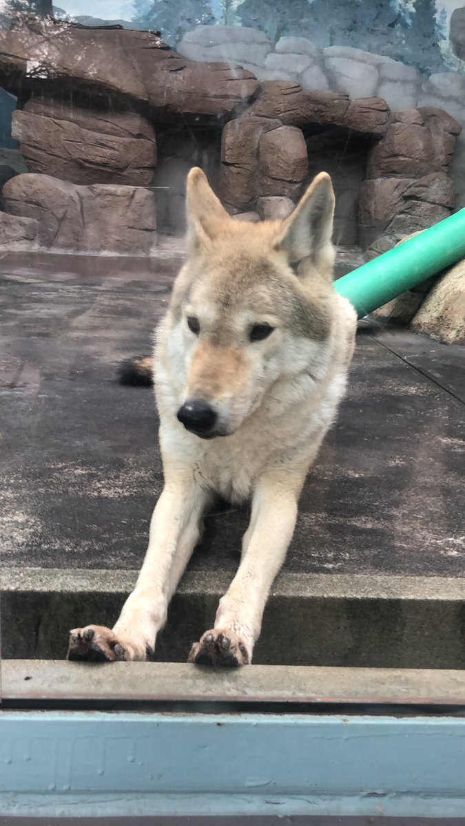 遠吠えしている方々へ オオカミの鳴き真似をする人間たちに向けた辛辣な看板がこちら バレてたのか Togetter