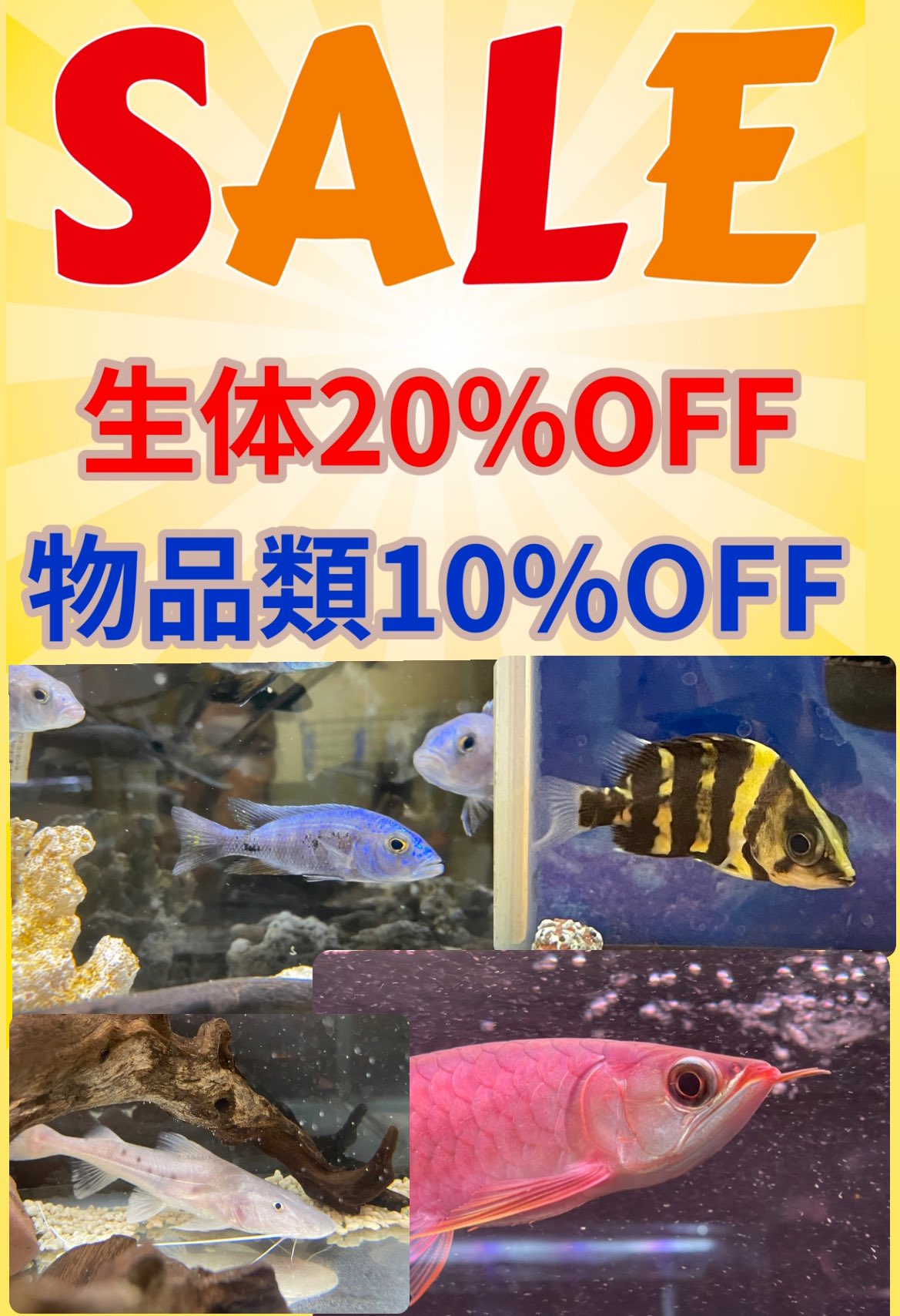 マンブーアロワナ Manbooarowana Twitter