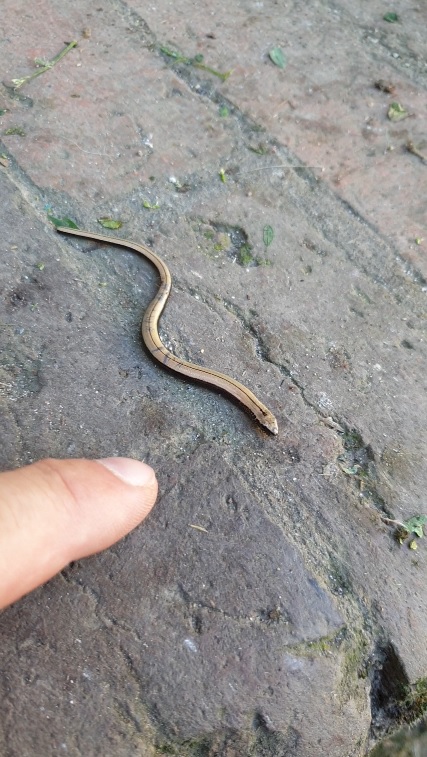 emwallet1's tweet photo. The Smallest Slow worm - #Shorts https://t.co/SexKS0Sbav via @YouTube https://t.co/pmLRbLEBU0