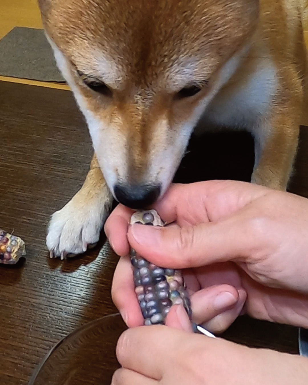 生息地 ニッケル メキシコ ポップコーン 犬 食べる 言い訳 味付け オーバーラン