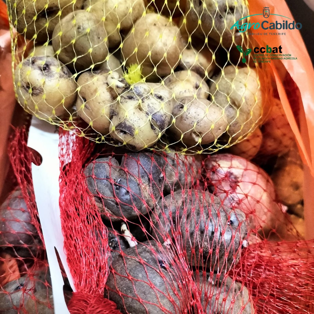 AgrocabildoTfe's tweet photo. 🥔 Preparando los pedidos de papas de semilla de variedades locales en el #CCBAT.
ℹ️ Se entregan 20 papas de cada variedad. Sin duda, la mejor forma de preservar una variedad es cultivándola 👩🌾
📲 Solicitudes en: https://t.co/AxuYCmAKL1
#ExtensionAgraria #papasdetenerife https://t.co/Hq3n0wrkuz