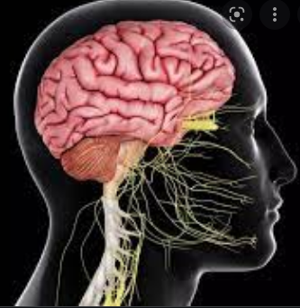 J_pediatric's tweet photo. #Fringe sensory system join the nerves from the cerebrum and #spinal line (focal sensory system) to whatever is left side of the body, including the arms, hands, feet, legs, inside organs, mouth and face. https://t.co/c7KNrkeUa6