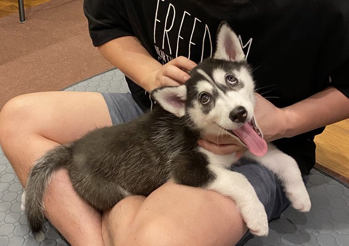 客人に遊んでもらったハスキーの顔面が 崩壊した子犬の表情に 可愛すぎる笑 吹きましたw の声 ねとらぼ