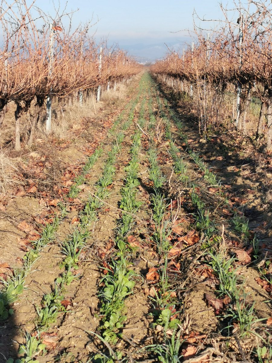 Lopez_Sebas_'s tweet photo. Quelques #PHOTOS de notre plate-forme #enherbement @perislanguedoc en #vigne en @Occitanie https://t.co/jKk1Uv8i05