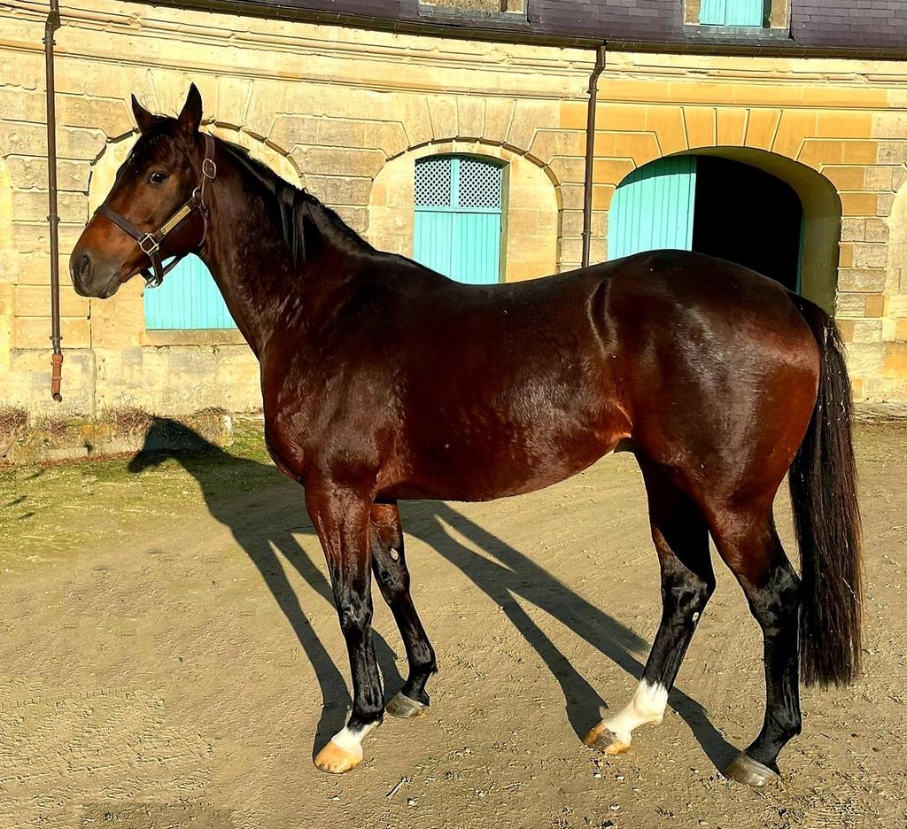 Knight to Behold, by Sea the Stars, joined Brave Mansonnien to Haras de Buzancy ! Famous pair of stallions !🏅🏆🤩 #TheBlueSpirit <a href="/HarasdeBuzancy/">Haras de Buzancy</a>