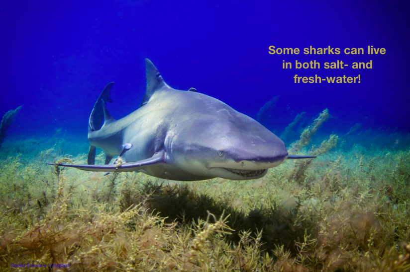 Most #sharks are 'stenohaline', so can only live in the oceans. However, some sharks, like the #bullshark, are 'euryhaline', meaning they have a wide salinity tolerance and can venture into rivers!

#scicomm #oceans #factfriday