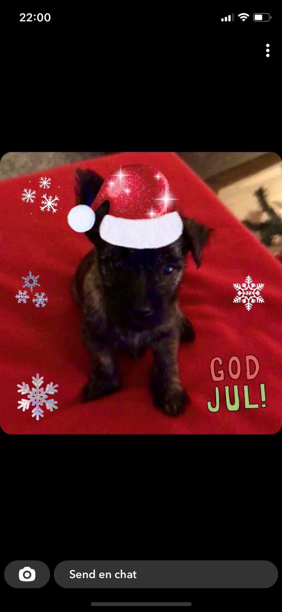 SelnesIngerlise's tweet photo. Min koronastøtte er mottatt. Hun har fått navnet Luna♥️ #cairnterrier #nyttfamiliemedlem #storlykke #håpombedretider #godjul https://t.co/fPVzgGi4Cx