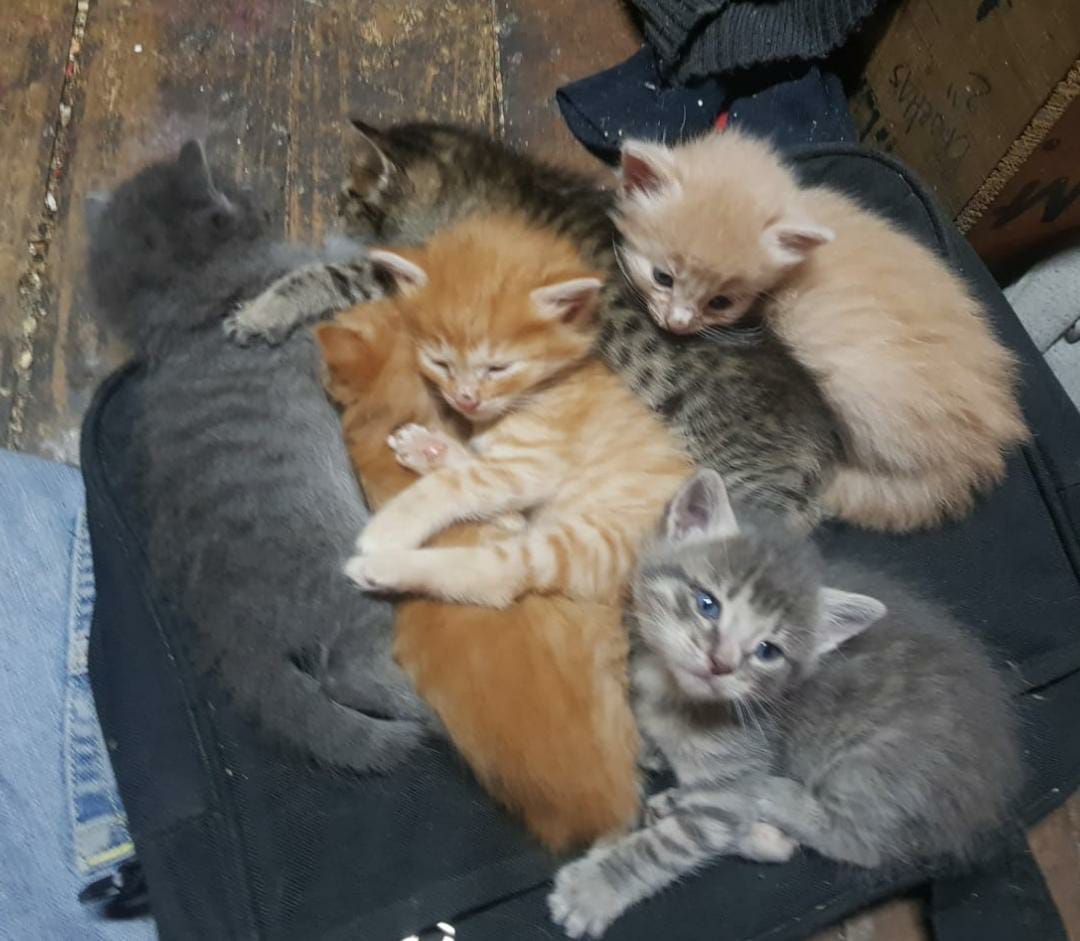 Actualización caso adultos mayores Stgo centro.
Se requiere alimento para 15 gatos HACE 3 DIAS NO COMIAN,,falta antiparasitarios  alimento hogares temp Se operará este sábado a3   adultas poco a poco se sacan los pequeño Tienen  cerca 3 meses.#gatos #ChileElige #SantiagodeChile