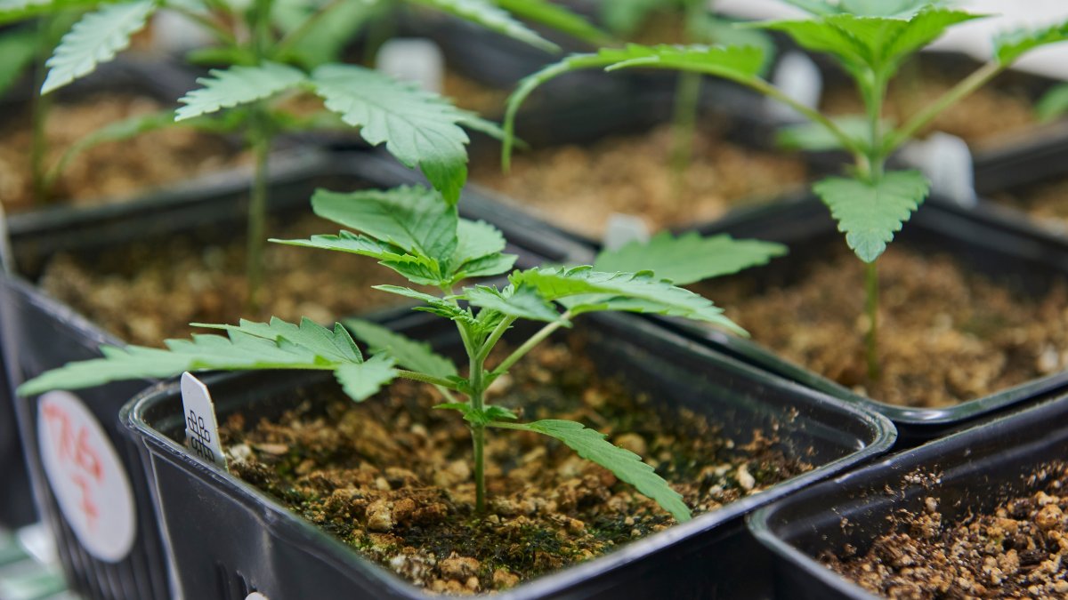 CBDLearningBase's tweet image. The University of San Diego has partnered with Green Flower to offer certificate programs for one of the fastest-growing industries in the country. bit.ly/3siT99F

#CannabisCommunity #cannabisLegal #cannabisculture #cannabisnews #CBD