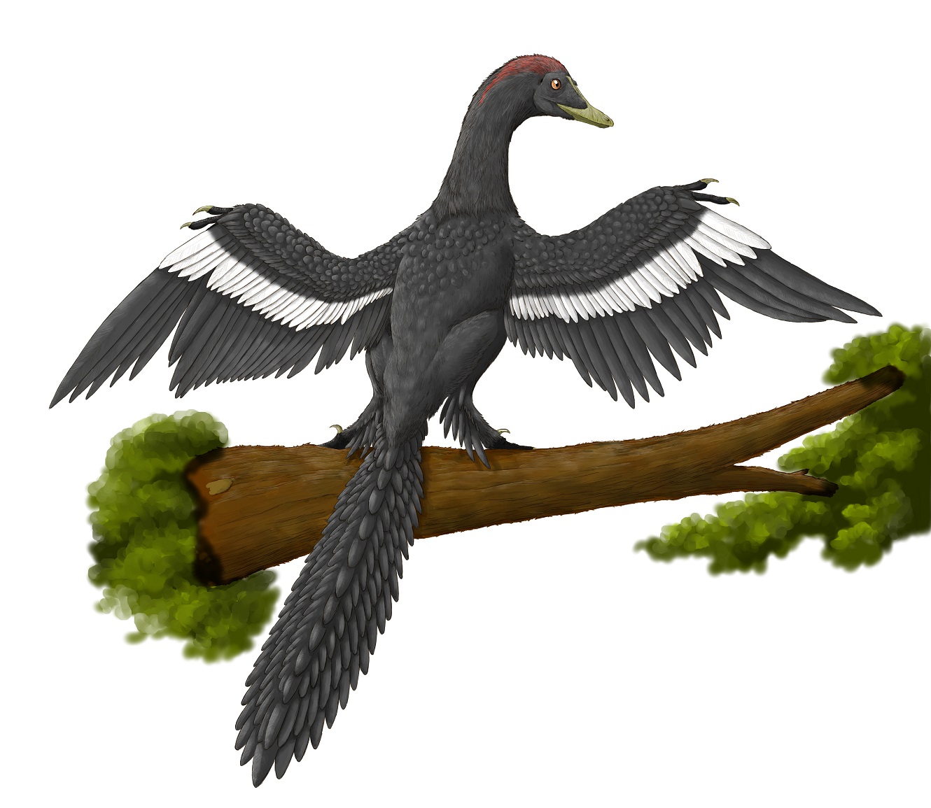 始祖鳥 Twitter ख ज Twitter